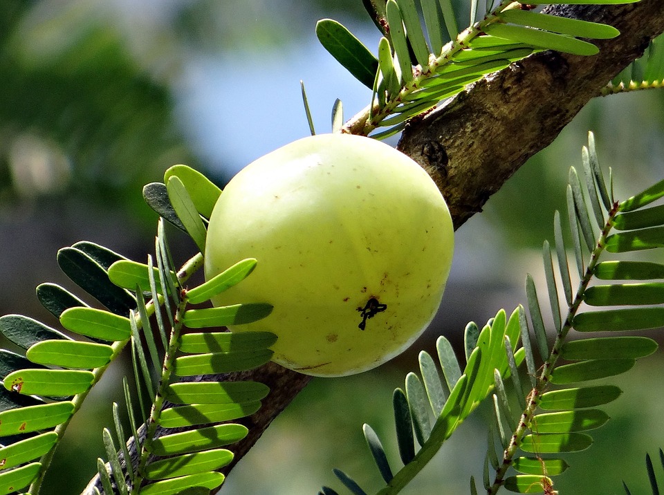 amla fruit