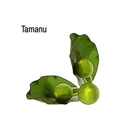 tamanu oil